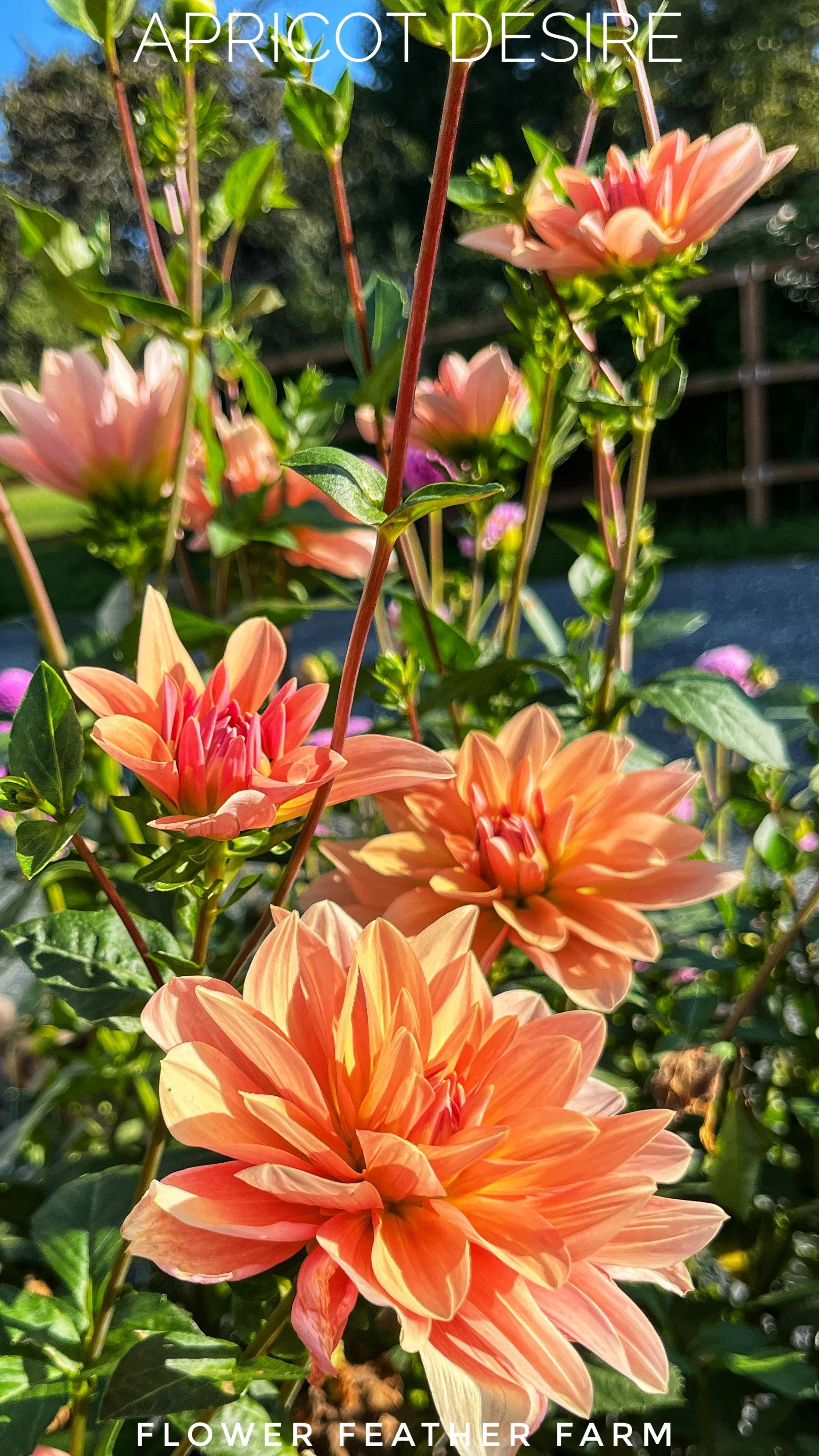 Apricot Desire Dahlias at Flower Feather Farm, chicks & dahlias